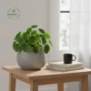 Artisan Glazed Egg-Shape Planters - Wholesale Luxury Indoor & Outdoor Pots and Planters