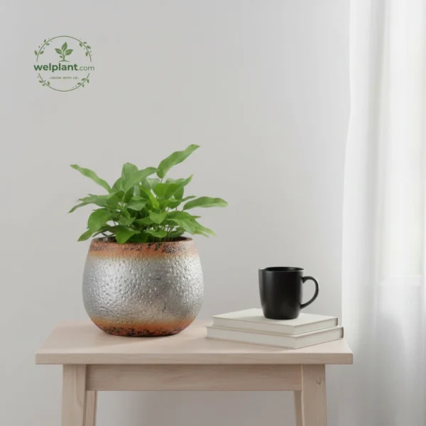 Artisan Glazed Egg-Shape Planters - Wholesale Luxury Indoor & Outdoor Pots and Planters