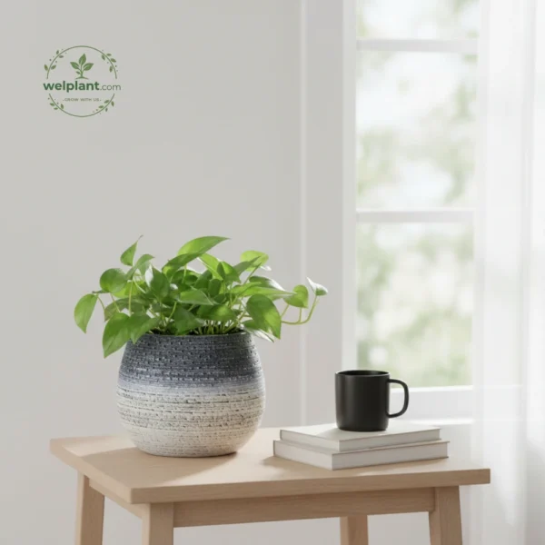 Artisan Glazed Egg-Shape Planters - Wholesale Luxury Indoor & Outdoor Pots and Planters