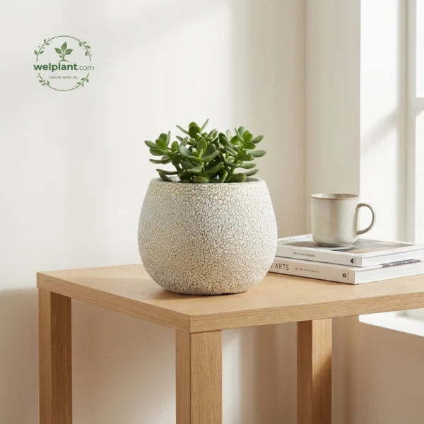 Artisan Glazed Egg-Shape Planters - Wholesale Luxury Indoor & Outdoor Pots and Planters