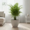 Classic Sandstone Garden Planters - Timeless Rolled Rim Pots