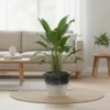 Rustic Horizon Planters - Wide Opening Textured Statement Pots
