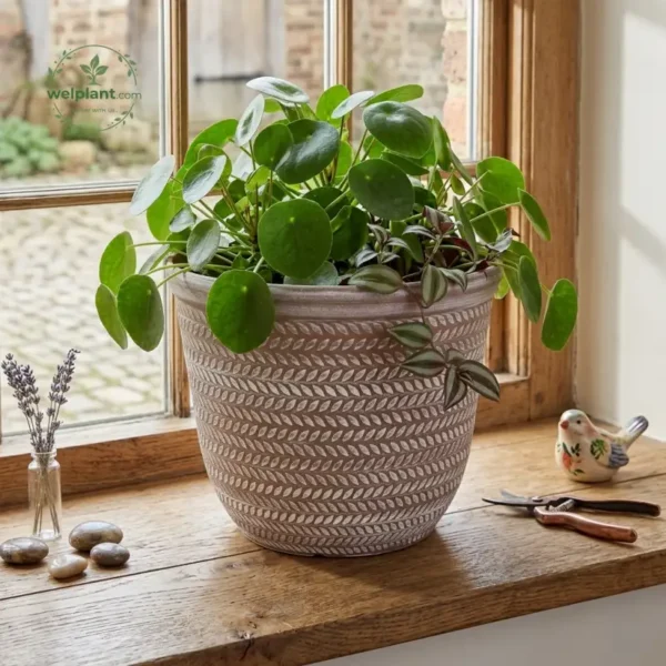 PP Plastic Planter Pot | Lightweight Modern Flower Pot in Multiple Colors