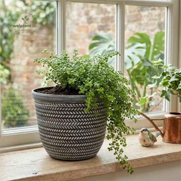 PP Plastic Planter Pot | Lightweight Modern Flower Pot in Multiple Colors