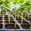 High-Density 128 & 200 Cells Nursery Plug Tray – Standard 54x28 cm Seedling Starter Tray for Greenhouse Seed Germination, Microgreens & Vegetable Propagation