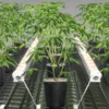 WT120-2S under canopy lights suspended in a row between cannabis plants