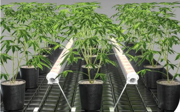 WT120-2S under canopy lights suspended in a row between cannabis plants