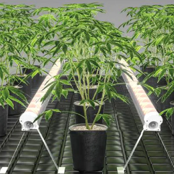 WT120-2S under canopy lights suspended in a row between cannabis plants